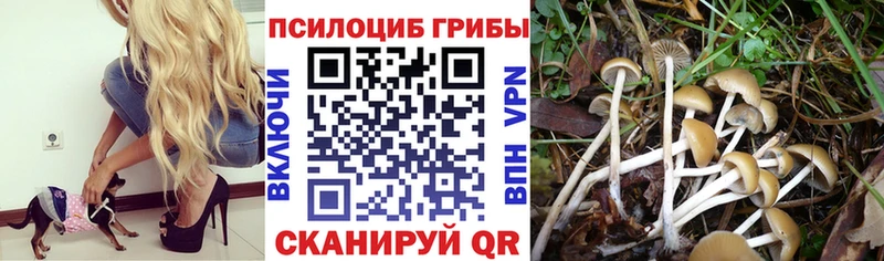 даркнет формула kraken ONION Советск где купить наркотик Псилоцибиновые грибы мицелий