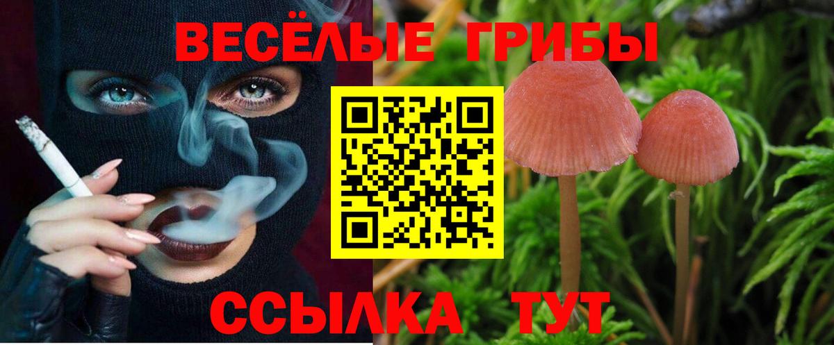 Псилоцибиновые грибы Psilocybine cubensis Советск